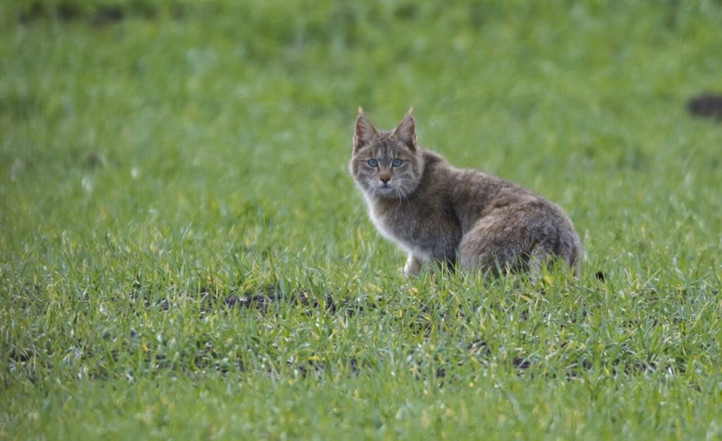 Genes Reveal How Cats Became Domesticated Tdnews