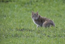 Genes reveal how cats became domesticated Genes reveal how cats became domesticated