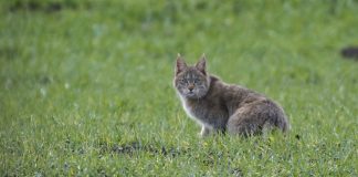 Genes reveal how cats became domesticated Genes reveal how cats became domesticated