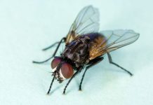 Global consortium sequences genome of common house fly Global consortium sequences genome of common house fly