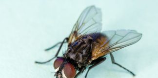 Global consortium sequences genome of common house fly Global consortium sequences genome of common house fly