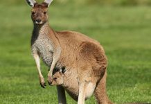 Kangaroo flatus mystery solved by biologists Kangaroo flatus mystery solved by biologists