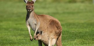 Kangaroo flatus mystery solved by biologists Kangaroo flatus mystery solved by biologists