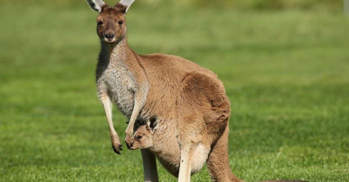 Kangaroo flatus mystery solved by biologists