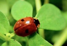 Ladybug color found to be a defense against predators Ladybug color found to be a defense against predators