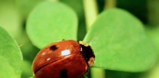 Ladybug color found to be a defense against predators Ladybug color found to be a defense against predators