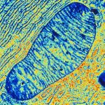 Mitochondrial DNA mutations proven to pass from mother to children Mitochondrial DNA mutations proven to pass from mother to children