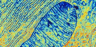 Mitochondrial DNA mutations proven to pass from mother to children Mitochondrial DNA mutations proven to pass from mother to children