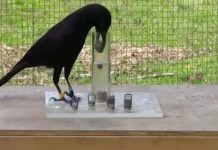 New Caledonian crows shown to have a handed preference New Caledonian crows shown to have a handed preference