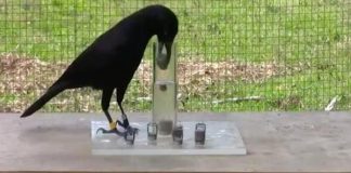 New Caledonian crows shown to have a handed preference New Caledonian crows shown to have a handed preference
