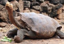 New census indicates a Galapagos giant tortoise population explosion New census indicates a Galapagos giant tortoise population explosion