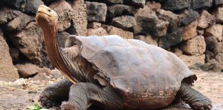 New census indicates a Galapagos giant tortoise population explosion New census indicates a Galapagos giant tortoise population explosion