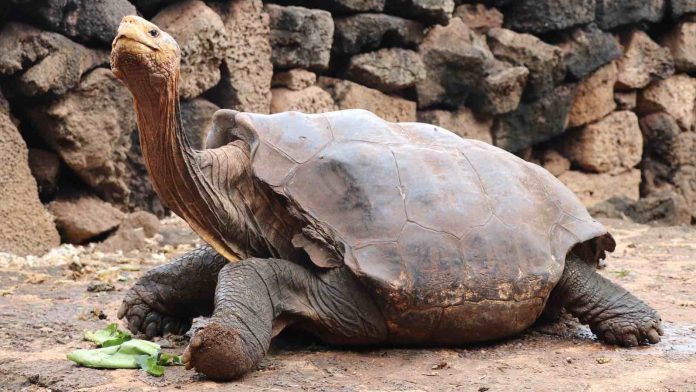New census indicates a Galapagos giant tortoise population explosion