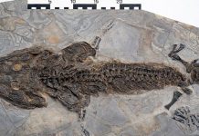 New fossil proves limb regeneration is 300 million years old New fossil proves limb regeneration is 300 million years old