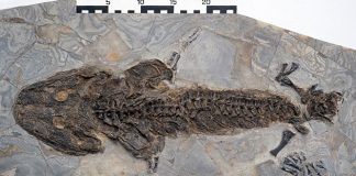 New fossil proves limb regeneration is 300 million years old New fossil proves limb regeneration is 300 million years old