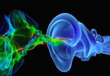 New research revolutionizes mammal hearing concepts New research revolutionizes mammal hearing concepts