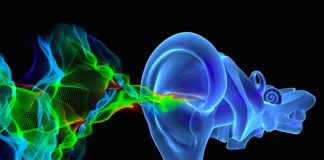 New research revolutionizes mammal hearing concepts New research revolutionizes mammal hearing concepts