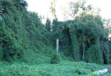 New study proves Darwin was right about invasive species New study proves Darwin was right about invasive species