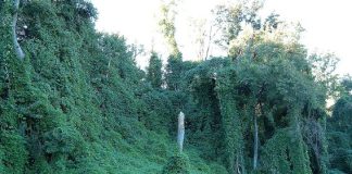 New study proves Darwin was right about invasive species New study proves Darwin was right about invasive species