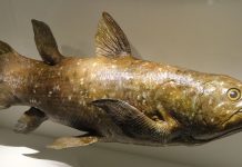 New study proves recent evolution in coelacanths New study proves recent evolution in coelacanths