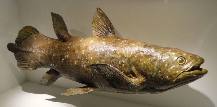 New study proves recent evolution in coelacanths