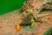 Researchers find first evidence that reptiles learn through imitation Researchers find first evidence that reptiles learn through imitation