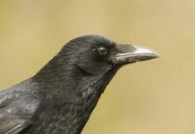 Researchers prove crows can count Researchers prove crows can count