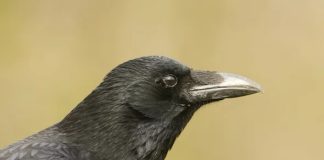 Researchers prove crows can count Researchers prove crows can count
