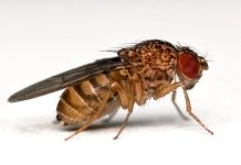 Scientists show fruit flies make beer smell good Scientists show fruit flies make beer smell good