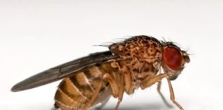 Scientists show fruit flies make beer smell good Scientists show fruit flies make beer smell good