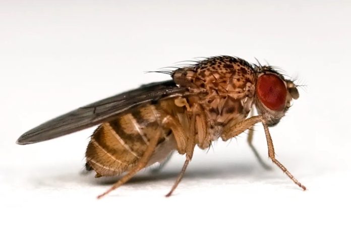 Scientists show fruit flies make beer smell good