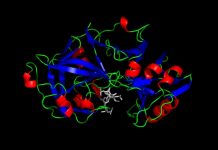 Study: First enzyme created that does not need water Study: First enzyme created that does not need water