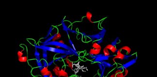 Study: First enzyme created that does not need water Study: First enzyme created that does not need water