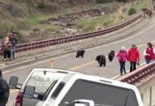 Study finds Yosemite black bears prefer nuts and berries to humans Study finds Yosemite black bears prefer nuts and berries to humans