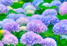 The Biochemistry of Hydrangea Color Change The Biochemistry of Hydrangea Color Change