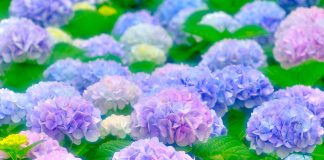 The Biochemistry of Hydrangea Color Change The Biochemistry of Hydrangea Color Change