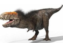 Wrist bones prove birds evolved from dinosaurs Wrist bones prove birds evolved from dinosaurs