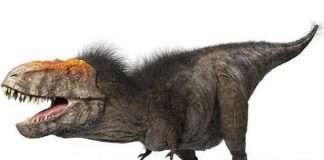 Wrist bones prove birds evolved from dinosaurs Wrist bones prove birds evolved from dinosaurs