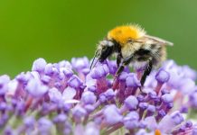 Bee tongues get shorter due to climate change Bee tongues get shorter due to climate change