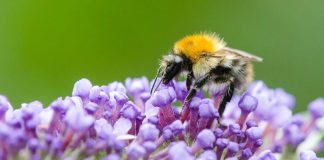 Bee tongues get shorter due to climate change Bee tongues get shorter due to climate change