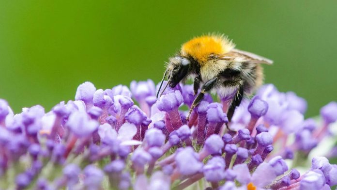 Bee tongues get shorter due to climate change