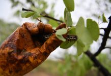 Biologists teach plants to call for natural defense against pests Biologists teach plants to call for natural defense against pests