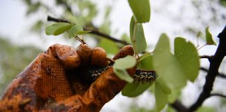 Biologists teach plants to call for natural defense against pests Biologists teach plants to call for natural defense against pests