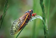 City insects proven to be natural garbage disposal City insects proven to be natural garbage disposal