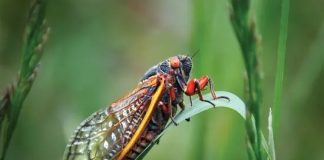 City insects proven to be natural garbage disposal City insects proven to be natural garbage disposal