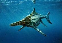 First Scots ichthyosaur discovered on Isle of Skye First Scots ichthyosaur discovered on Isle of Skye