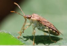 First animal found that can selectively control egg color First animal found that can selectively control egg color