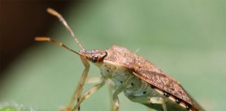 First animal found that can selectively control egg color First animal found that can selectively control egg color