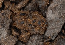 Fossil feces tell the tale of ancient Caribbean migration Fossil feces tell the tale of ancient Caribbean migration