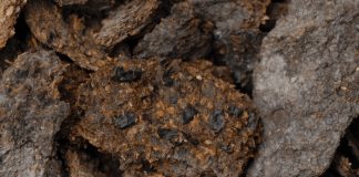 Fossil feces tell the tale of ancient Caribbean migration Fossil feces tell the tale of ancient Caribbean migration